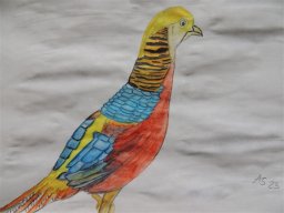 Drawn Pictures